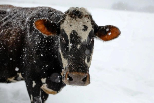 вукол телятник 19 февраля