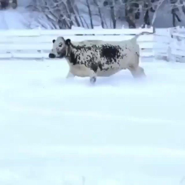 якутская крс