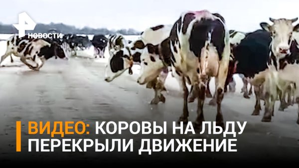 стада коров