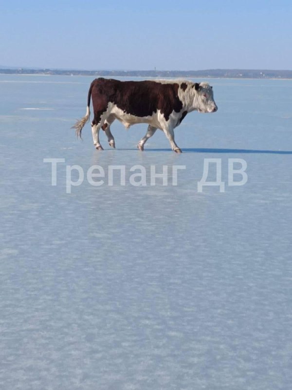 порода герефорд бычки