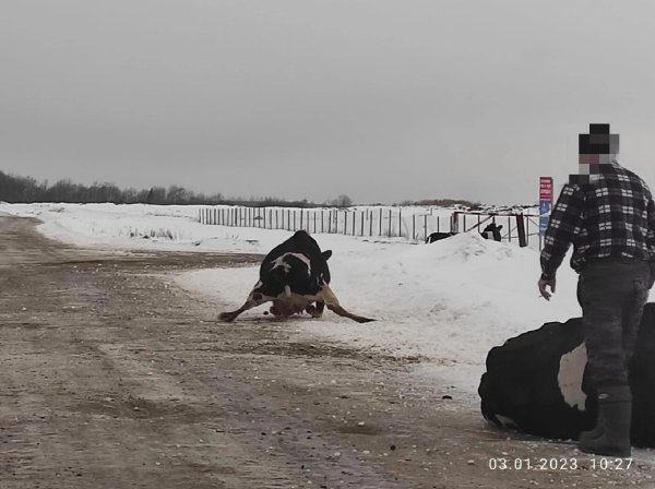 быки коровы