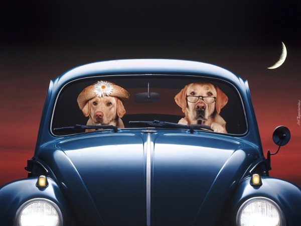 домашнее животное