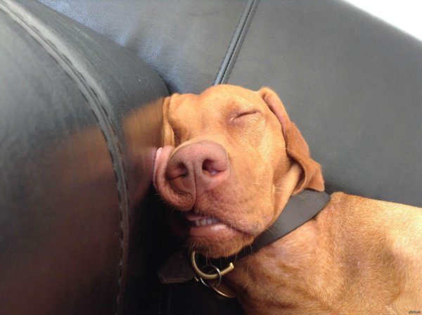 прикол с собакой