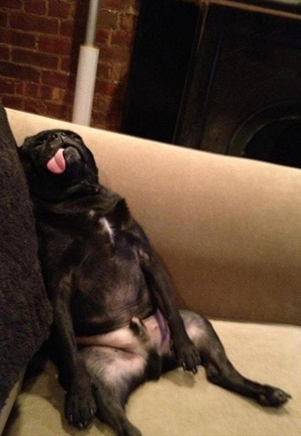 черные мопсы