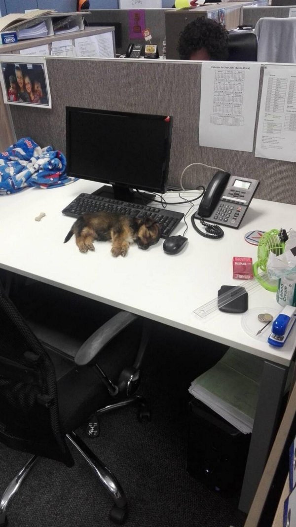 уставшие животные