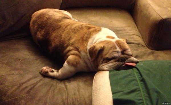 уставшее животное