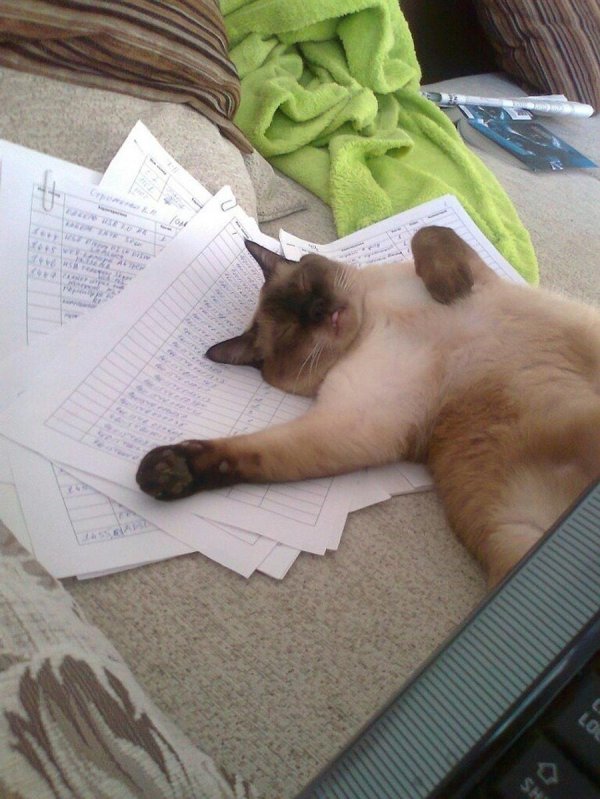 уставшие коты