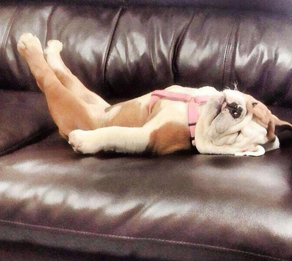 щенки английского бульдога