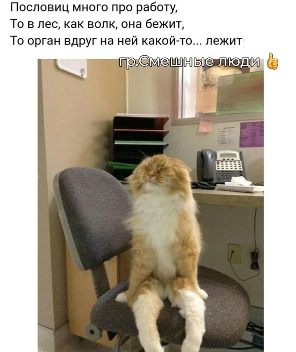 кот сидит