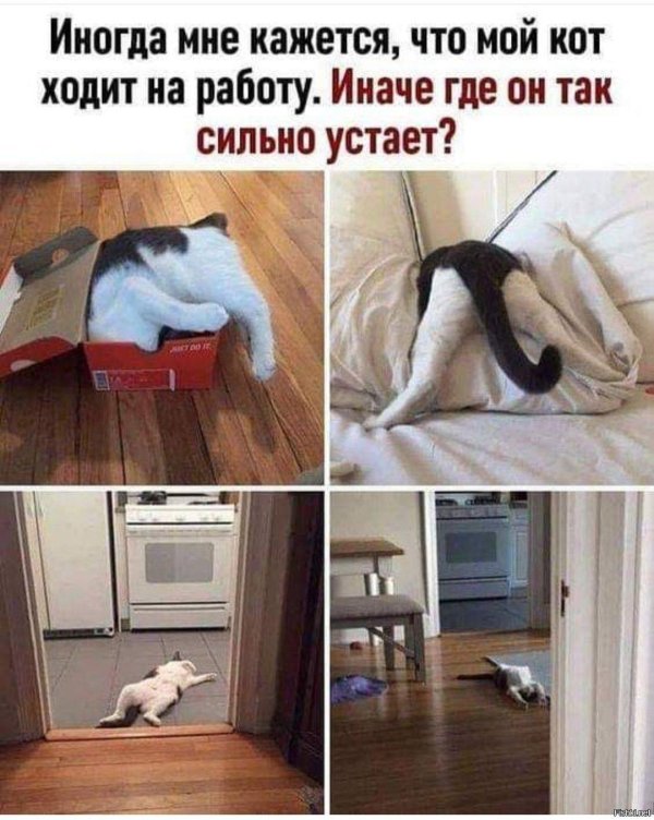 уставшие коты