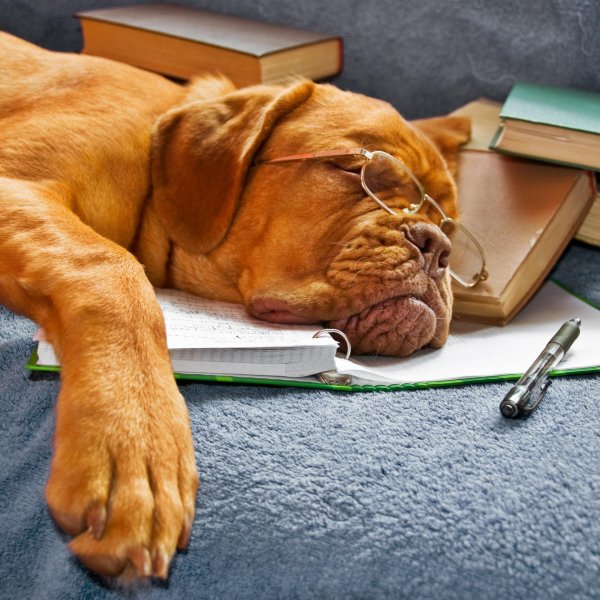 уставшее животное