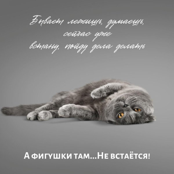 британская кошка