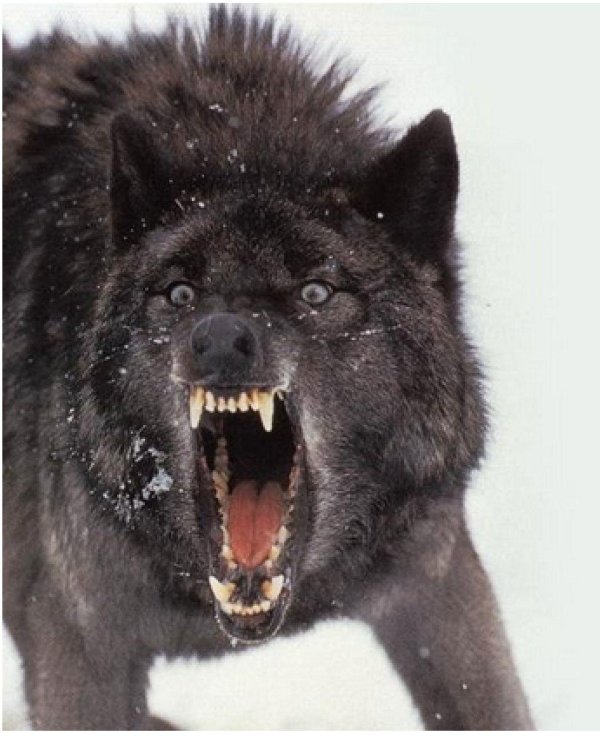 пасть волка