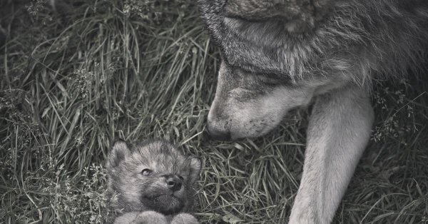 маленькие волчата