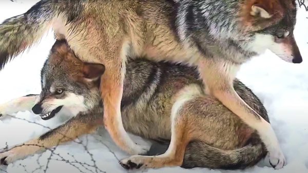 спаривание волков