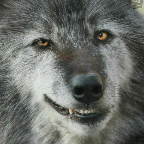 улыбка волка