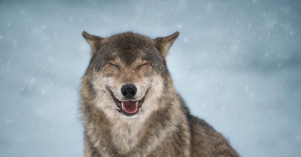 добрый волк