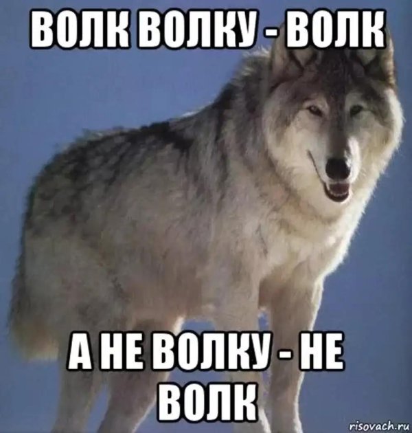 мем волк