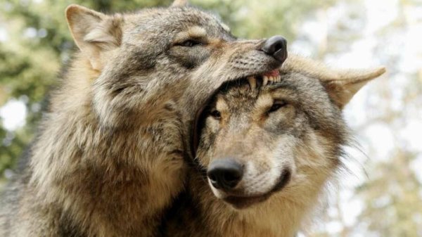 влюбленные волки