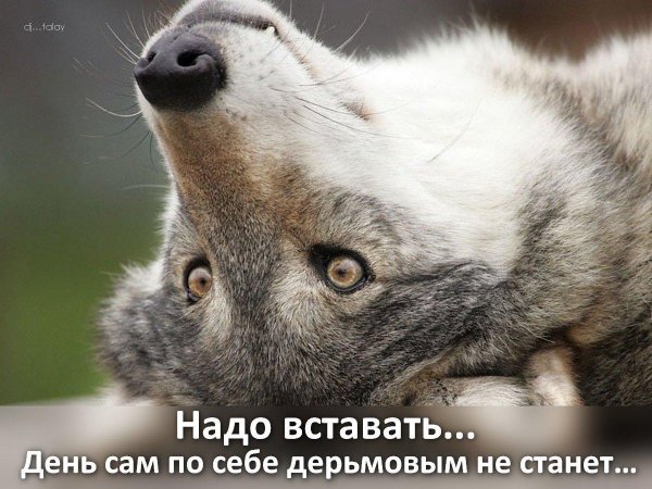 удивленный волк