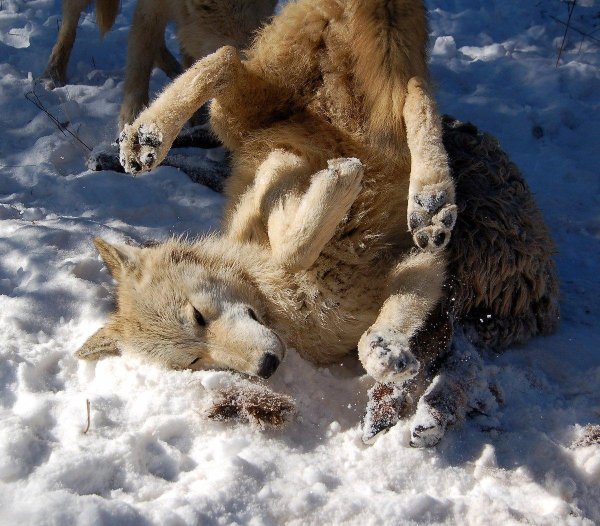 волки дерутся