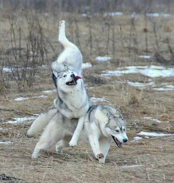 забавные хаски