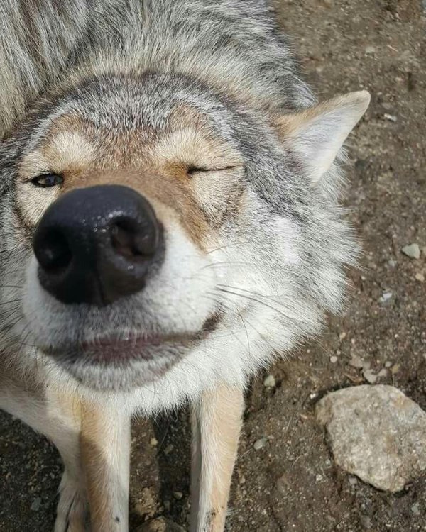 довольный волк