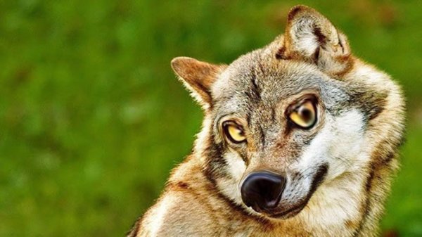 улыбка волка