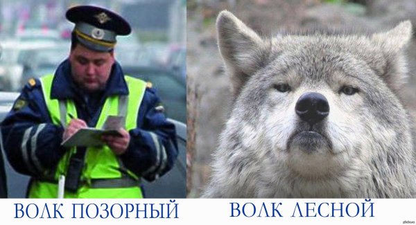 волк прикол