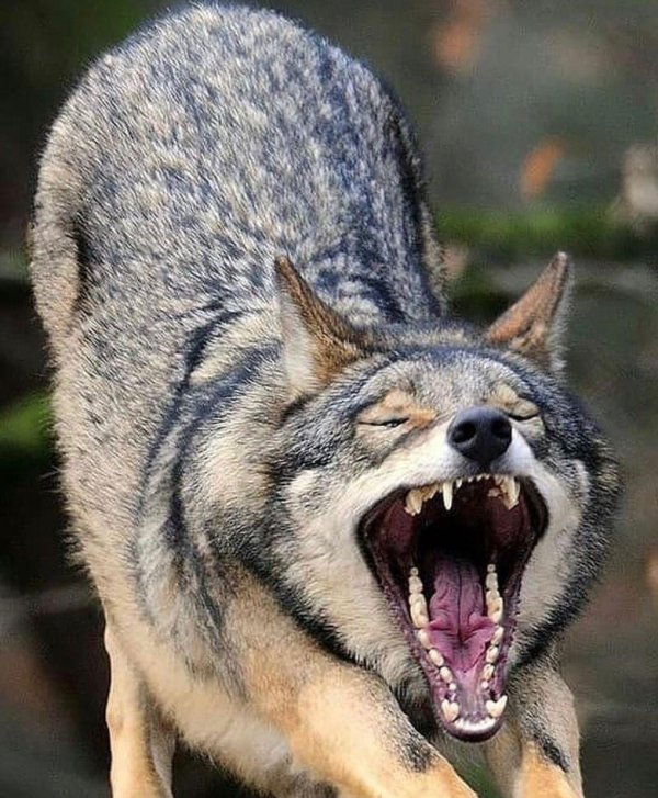 волки оскал