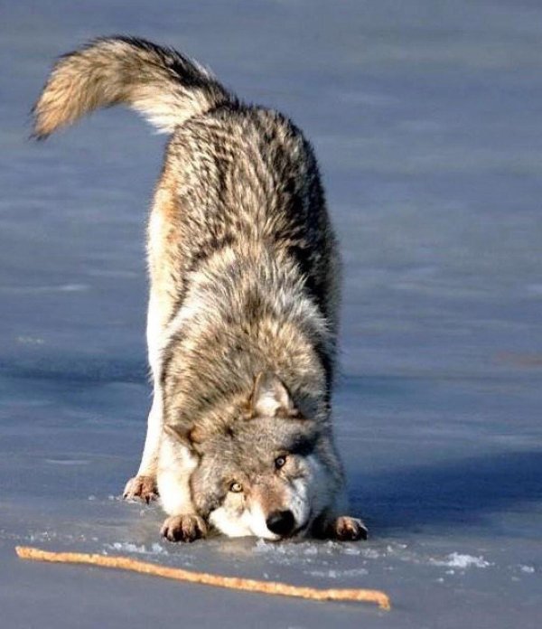 волк сибирский