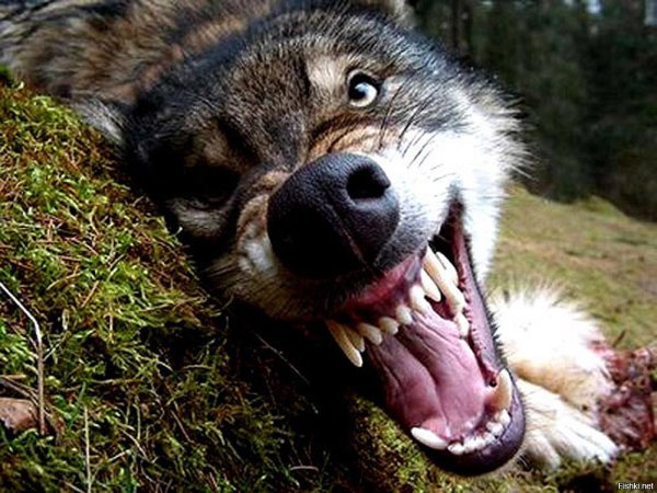 пасть волка