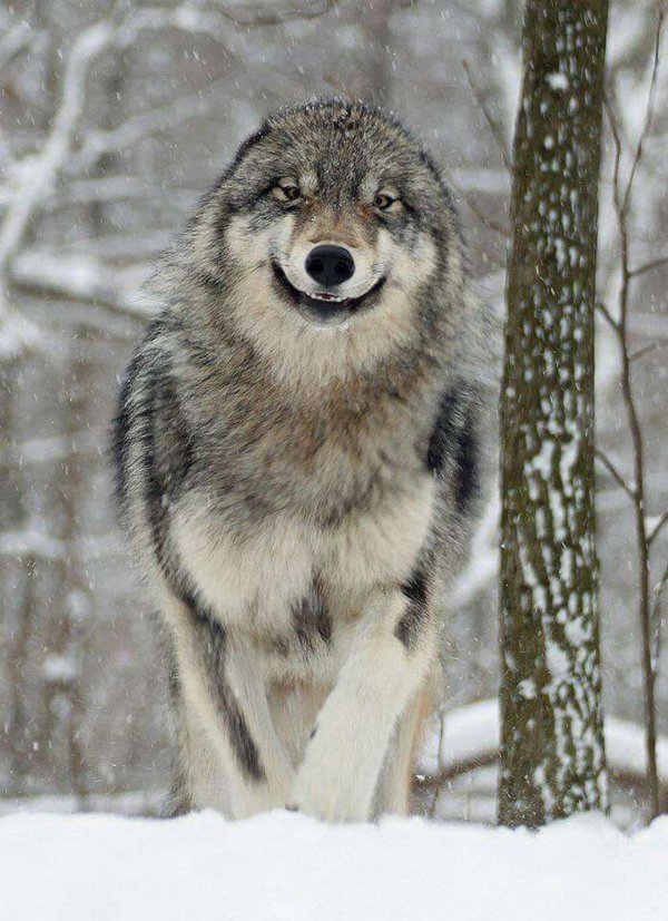 серые волки