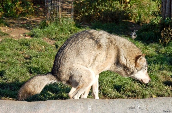 срущий волк