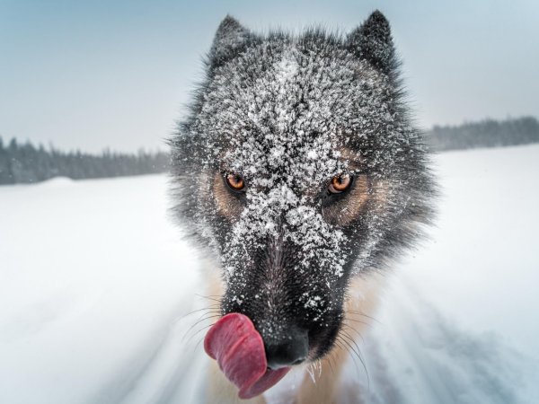 арктический волкособ