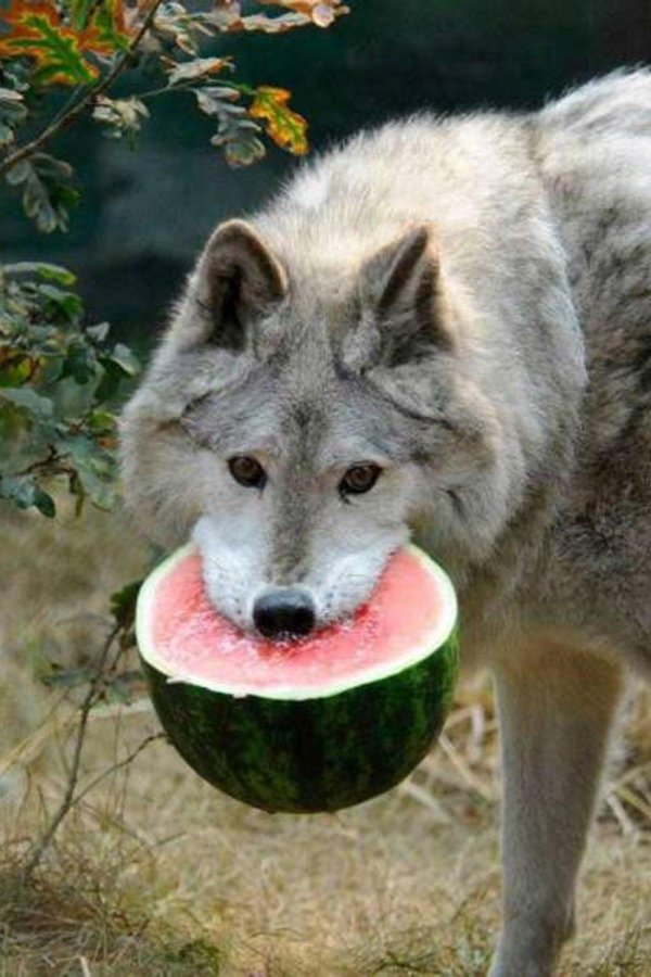 волк ест арбуз