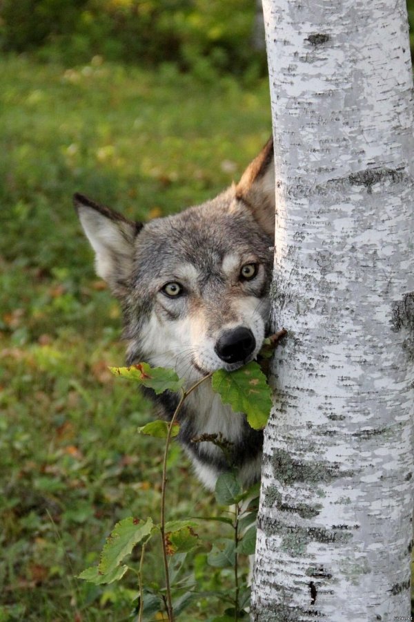 волк canis lupus