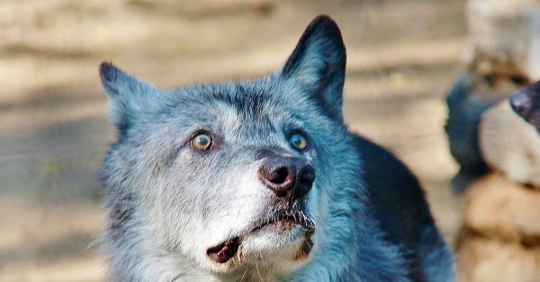 страшный волк