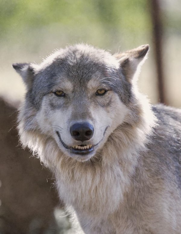 улыбка волка