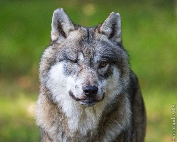 довольный волк