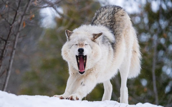 хищный волк