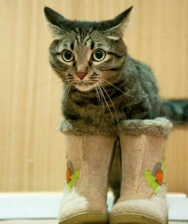 кошка в сапожках