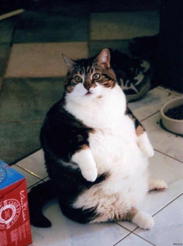 котик худеет