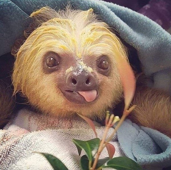 ленивец милый