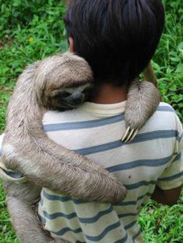 коста рика ленивцы