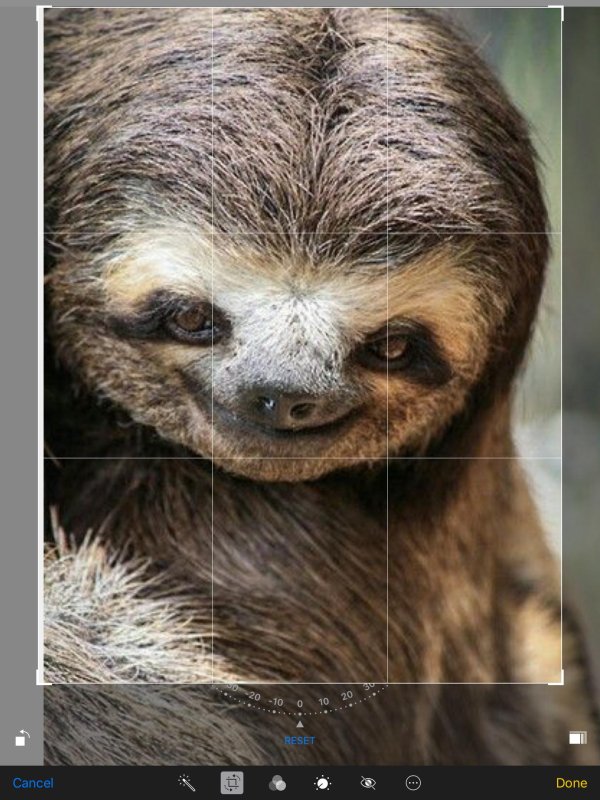 трехпалые ленивцы