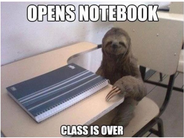 ленивец мем