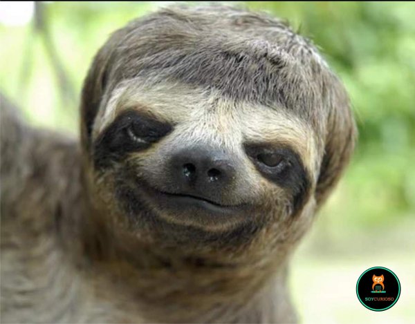 трехпалые ленивцы