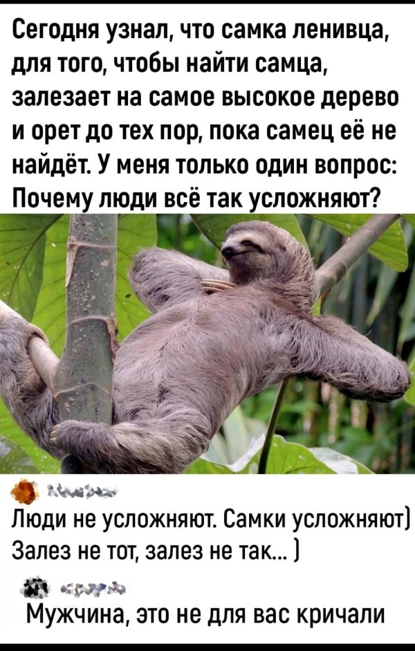 ленивец прикол