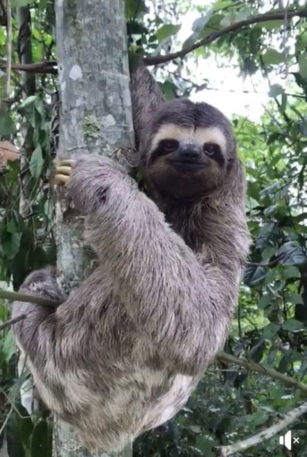 коста рика ленивцы